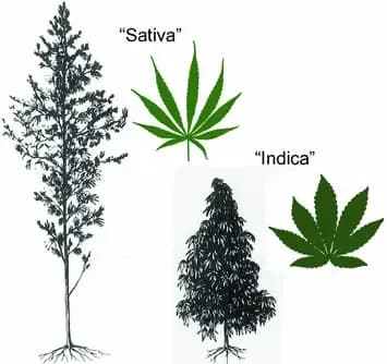 What do “Indica” and “Sativa” Really Mean?
