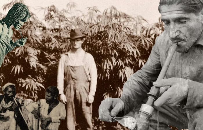 The Ancient Roots of Cannabis: A History That Fuels the Future 🌿