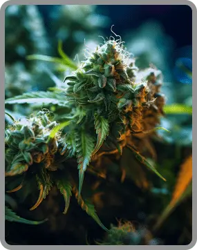 NYC Bud