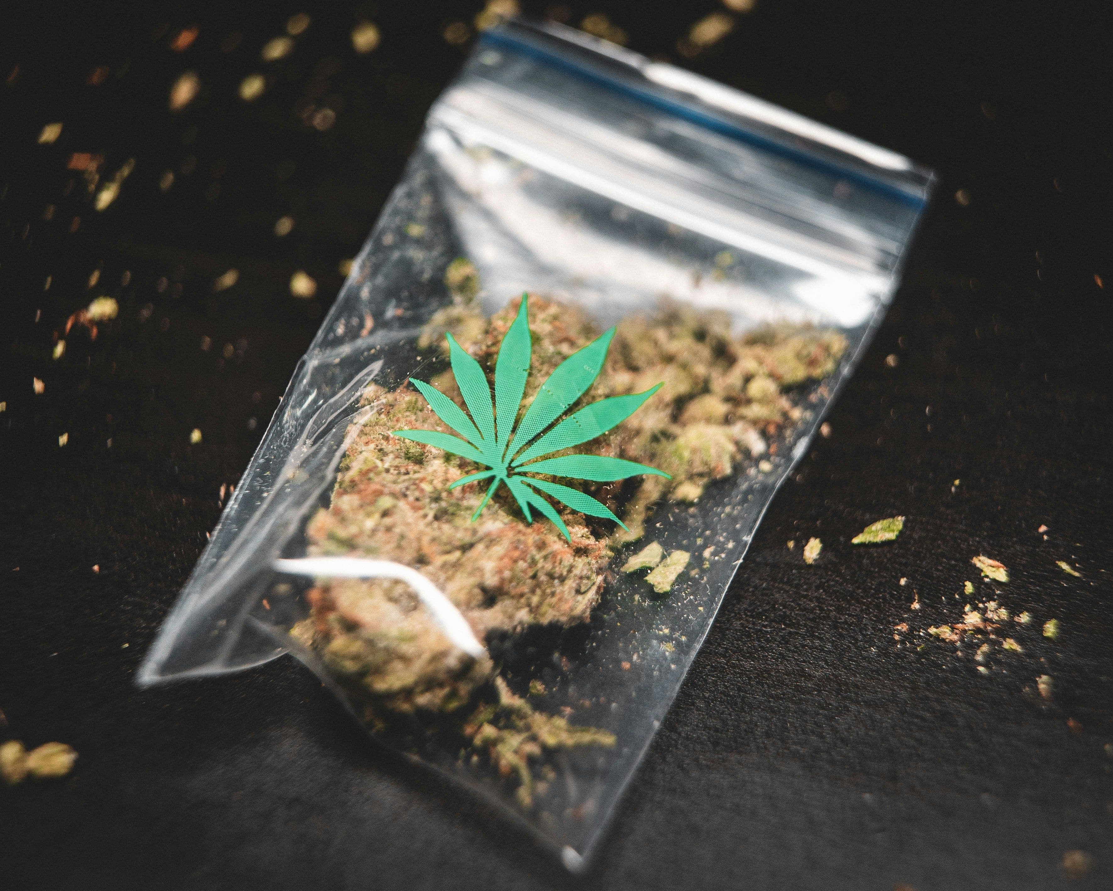 OG Kush Effects Type and How to Get It in Manhattan NYC